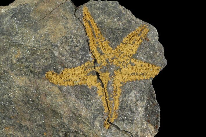 Ordovician Starfish (Petraster?) - Morocco #89215